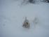 Schneehund