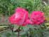 full_img_0090.jpg