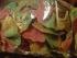 zum verschenken, ein t�tchen farfalle, dreifarbig