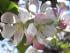 Apfelbaum Mai 2008