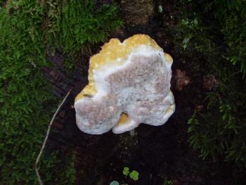 Baumschmarotzer