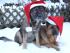full_unsere  Hunde Meggi und Tilka. (Tilka mu&szlig;te 2006 eingeschl&auml;fert werden)jpg