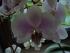 Orchidee