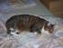 Tammy liebt Betten