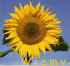 Wiemy 01