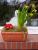 Blumenkasten Fr�hling
