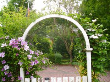 Rosenbogen mit Clematis