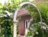 Clematis