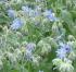 Borretsch - die Bl�ten aus der N�he