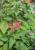 Honigmelonensalbei mit Bl�te