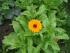 eine Ringelblume