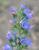 Gew�hnlicher Natternkopf (Echium vulgare) im Juni 2011