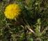 L�wenzahn - 01.04.2012 Hartha
