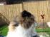 Katzen im Garten