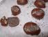 Mohn-Ganache-Eier