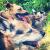 Babsi, Nele, Rocco, Peppa