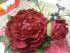 full_kbildermaijuni2012053.jpg