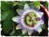 Passionsblume