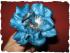 blaue Anemone