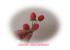 rote Beeren