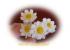 G�nsebl�mchen