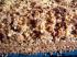 Nuss-Sesam-Streuselkuchen.....Streusel mal anders!!