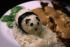 Panda-Reis
