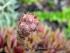 Sempervivum_1.jpg