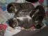 full_katzen010.jpg