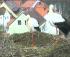 full_513c4ea546fc9_storch2n.jpg
