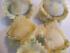 Estragontortelli