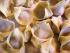 Cappelletti di Bologna