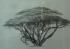 Baum