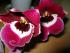 full_0052.jpg