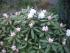 full_20090407060509_0034.jpg