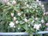 full_20090407060530_0035.jpg