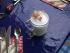 full_dscn4598.jpg