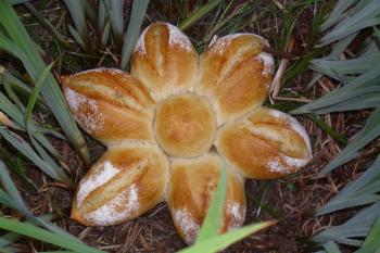 margerite
