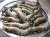 Baskisches Huhn mit Garnelen1