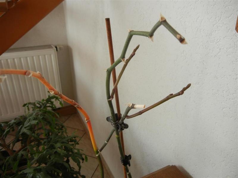 kleine zaubertricks zum beeindrucken kleine zaubertricks zum beeindrucken