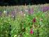 full_dscn3323.jpg