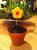 Blumen-Muffins 2013