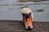 full_dsc_0239.jpg
