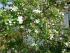 full_frhling2011033.jpg