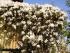 Clematis