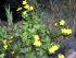Supfdotterblume