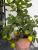Zitronenb�umchen