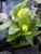 calla, gelb
