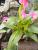 Calla, pink