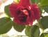 Kletterrose